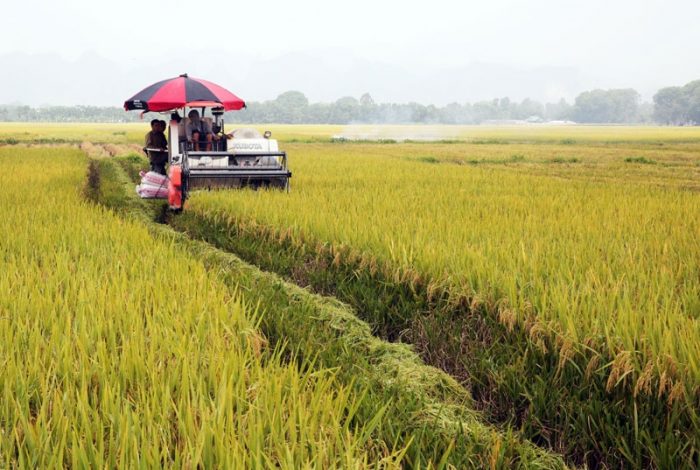 Thương hiệu "Lúa gạo Cát Tiên" được khẳng định hơn trên thị trường