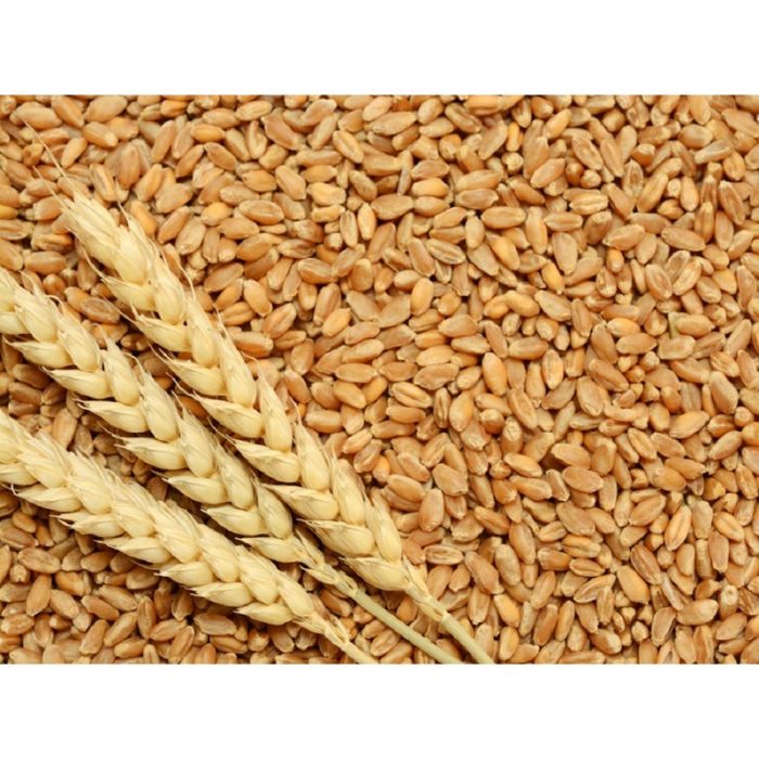 Tương lai của việc nhập khẩu lúa mì vào Trung Quốc sẽ ra sao?