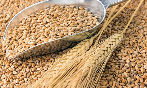 Lý do nào khiến lúa mì tăng trưởng mạnh 