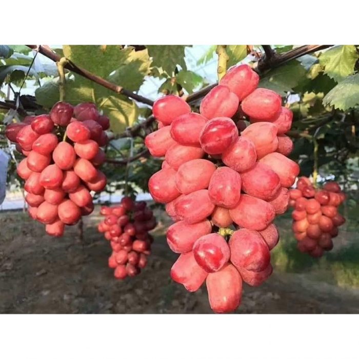 My Heart Grapes" loại một loại nho được trồng theo phương pháp hữu cơ 1 nhánh 1 chùm.