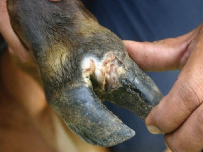 Bệnh cước chân ở trâu bò: Nguyên nhân và cách phòng, trị