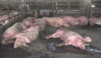Bệnh dịch tả lợn châu phi là loại bệnh như thế nào?