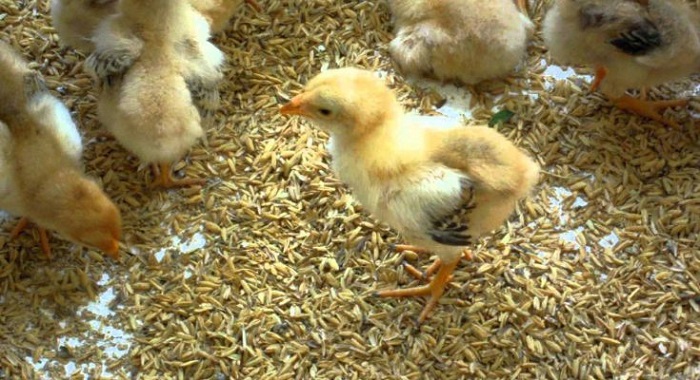 Bệnh ỉa phân trắng ở gà con có cách phòng và chữa trị như thế nào?