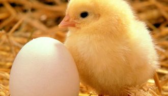 Bệnh ỉa phân trắng ở gà con có cách phòng và chữa trị như thế nào?