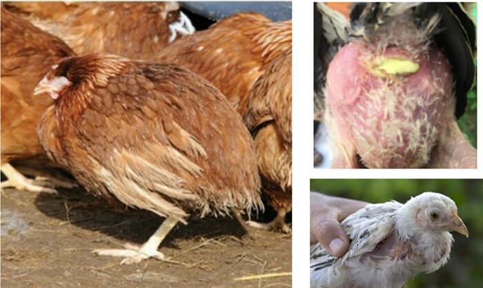 Bệnh thương hàn ở gà: Nguyên nhân và cách phòng trị dứt điểm