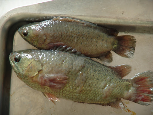 Trong quá trình nuôi cá có thể bị bệnh nấm thủy mi
