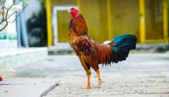 Cách nhận biết và phương pháp phòng trị bệnh đậu ở gà
