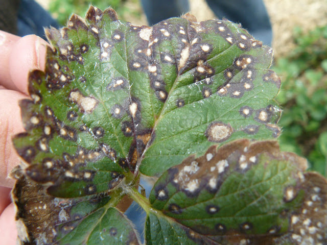 Bệnh đốm lá ảnh hưởng tới sự sinh trưởng và phát triển của cây.