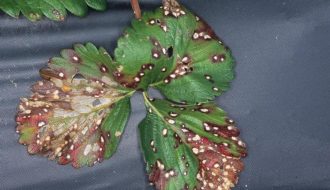 Cách nhận dạng và giải quyết căn bệnh đốm lá ở dâu tây