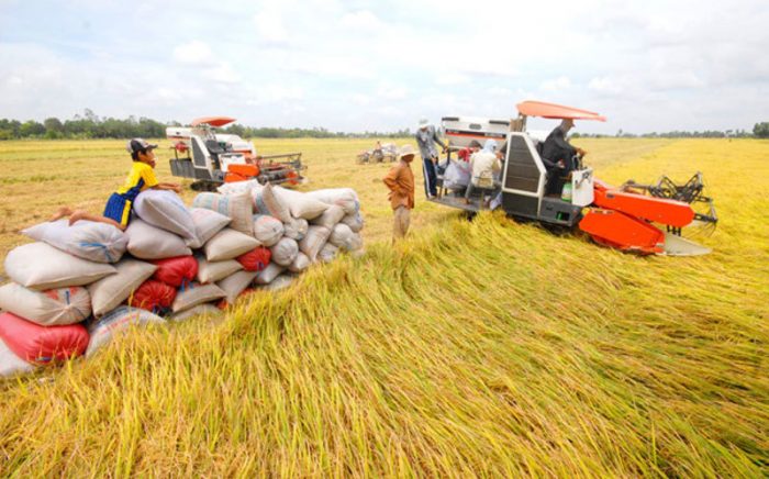 Xuất khẩu gạo Thái Lan giảm mạnh 