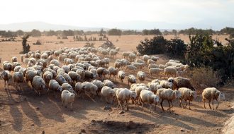 Chăn nuôi cừu như thế nào thì đem lại hiệu quả cao?