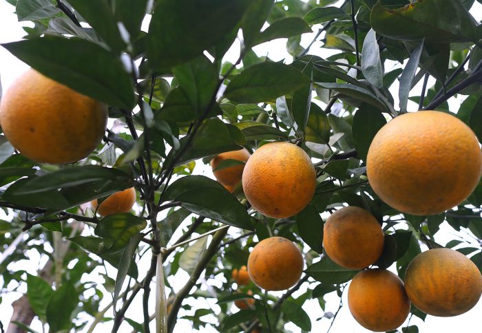 Trái cây Việt được nâng tầm nhờ canh tác hữu cơ 