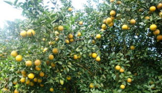 Doanh nghiệp Việt - nâng tầm trái cây Việt trên thị trường