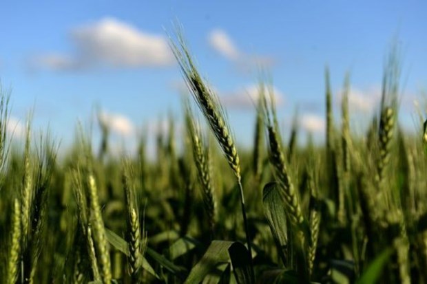 lúa mì biến đổi gen