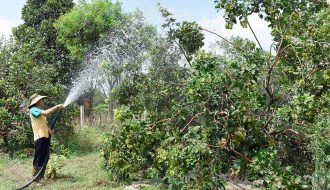 Hạn chế các tổn thất cho cây ăn trái trong mùa mưa bão