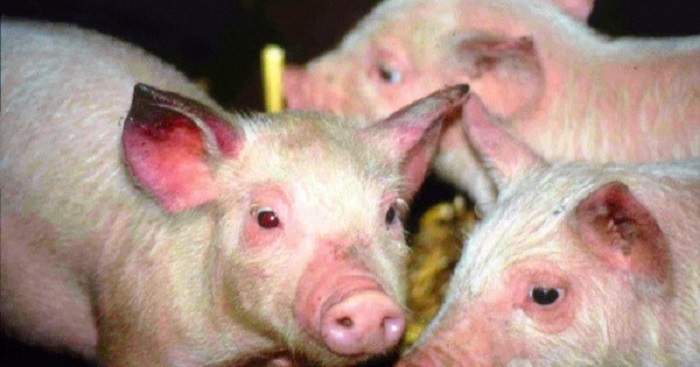 Hiểu về bệnh viêm phổi ở lợn để có cách phòng trị hiệu quả