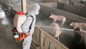 Hiểu về bệnh viêm phổi ở lợn để có cách phòng trị hiệu quả