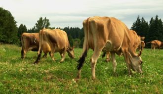 Hướng dẫn các biện pháp chăm sóc trâu bò trong mùa nắng nóng