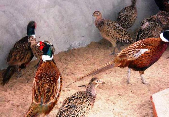 Hướng dẫn kỹ thuật nuôi chim trĩ đẻ trứng hiệu quả
