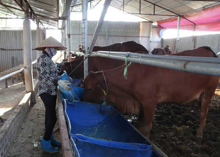 Hướng dẫn quy trình làm đệm lót sinh học cho bò nuôi thịt
