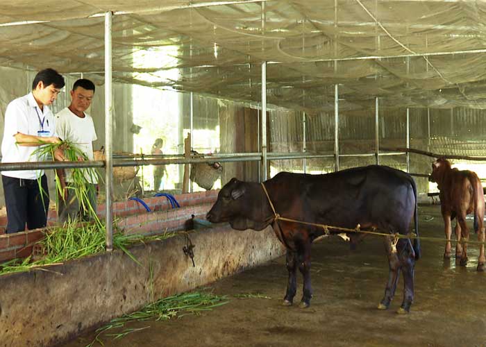 Nhu cầu nuôi bò lấy thịt ngày càng tăng cao