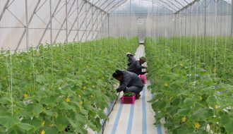 Hướng dẫn trồng dưa lưới trong nhà màng đem lại hiệu quả kinh tế cao