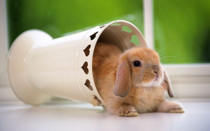 Khám phá ngay cách chăm sóc thỏ trong mùa nắng
