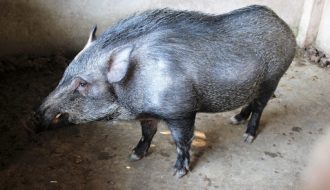 Làm thế nào để chăn nuôi lợn rừng hiệu quả nhất?