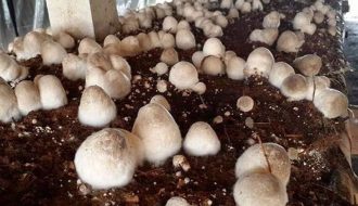 Mô hình trồng nấm rơm trong nhà tận dụng nguồn rơm rạ sau vụ lúa
