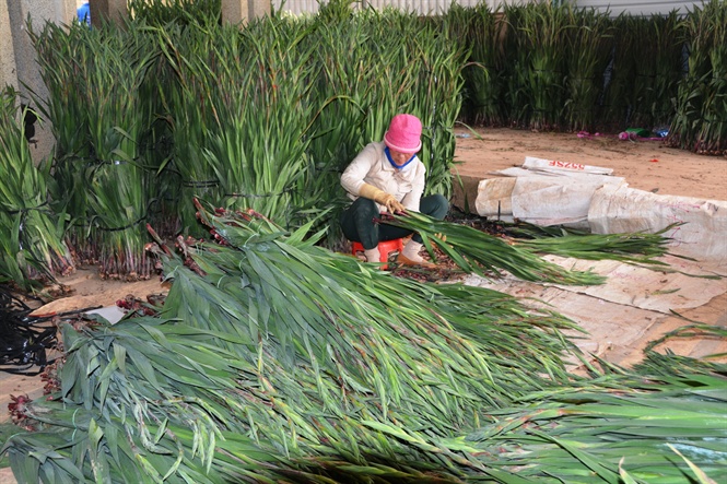 Người trồng hoa lay ơn Tết ở Lâm Đồng gặp khó trong đầu ra