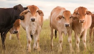 Nguyên nhân và cách điều trị bệnh liệt dạ cỏ ở trâu bò