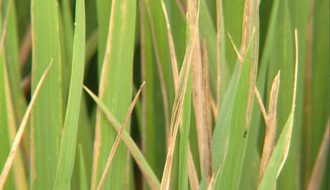 Nhận biết bệnh bạc lá ở lúa và cách điều trị hiệu quả