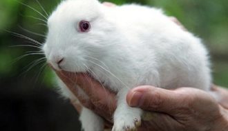 Nhận biết và cách phòng, trị bệnh đường hô hấp trên thỏ