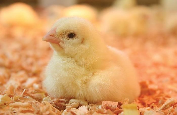 Những điều cần biết về bệnh bạch lỵ trên gà con và cách phòng ngừa