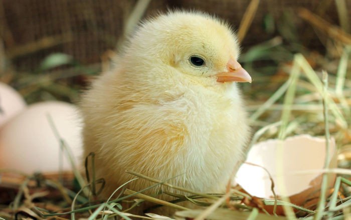 Những điều cần biết về bệnh bạch lỵ trên gà con và cách phòng ngừa
