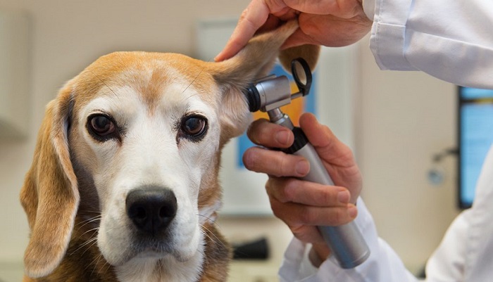 Những điều cần biết về bệnh ve trên chó và cách phòng, trị hiệu quả