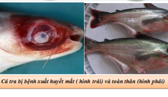 Phương pháp điều trị các bệnh thường gặp ở cá tra, cá basa khi nuôi