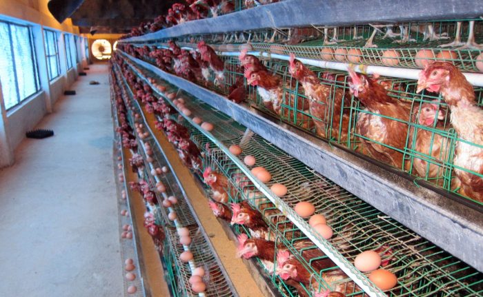 Phương pháp nuôi gà đẻ trứng sạch cho năng suất cao