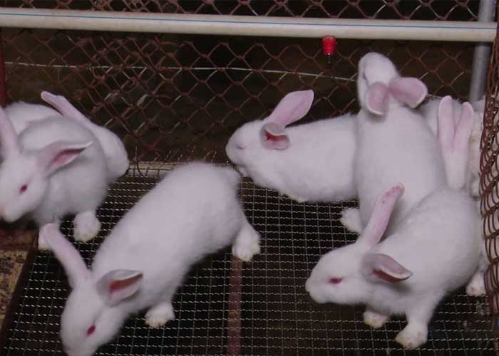 Quy trình chăm sóc thỏ trong quá trình sinh sản