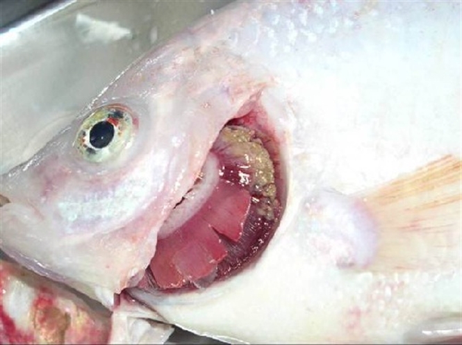 Cá nuôi bị thối mang do vi khuẩn 