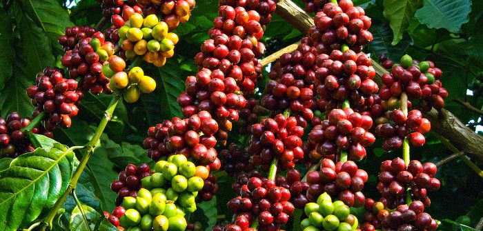 Cần nâng cao chất lượng cà phê Việt hơn nữa trong tương lai