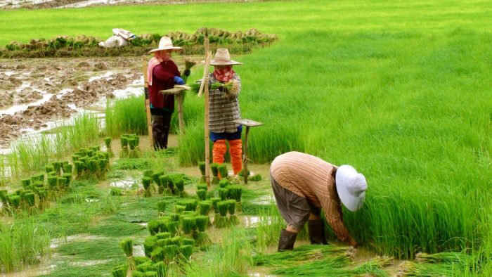 ngành gạo Thái Lan