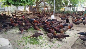 Thu lợi từ chăn nuôi gà rừng đạt hiệu quả cao, doanh thu khủng