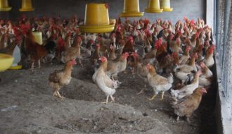 Tìm hiểu mô hình nuôi gà ri hiệu quả năng suất cao
