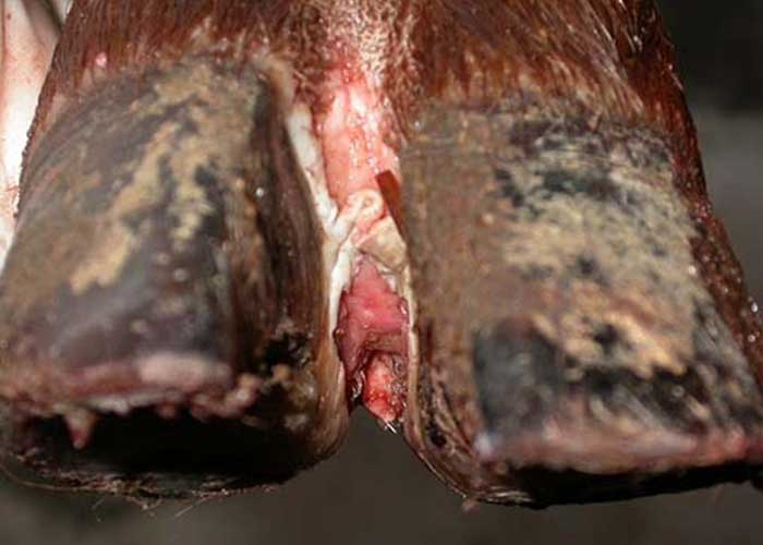 Tìm ra phương pháp chữa trị bệnh cước ở chân của trâu bò