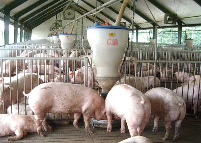 Chăn nuôi an toàn sinh học trong tái đàn lợn