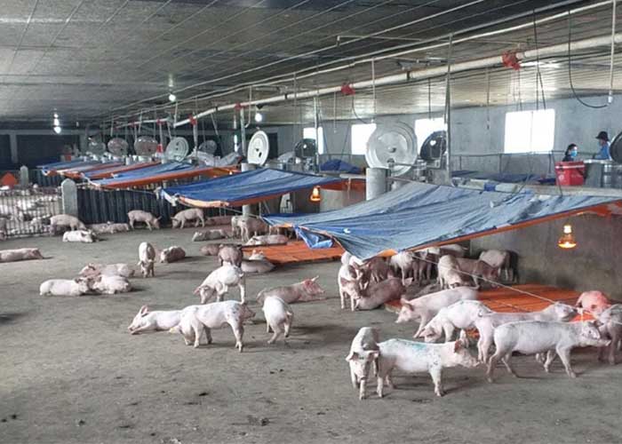 Việc áp dụng thực hiện chăn nuôi sinh học trong tái đàn lợn