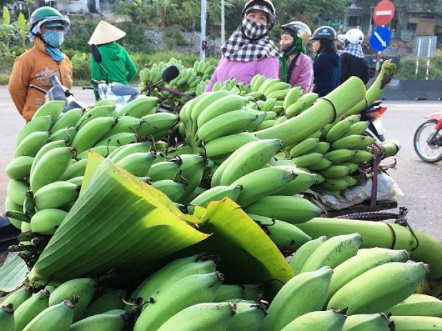 Vụ Tết thất thu của người trồng chuối tại Khánh Hòa